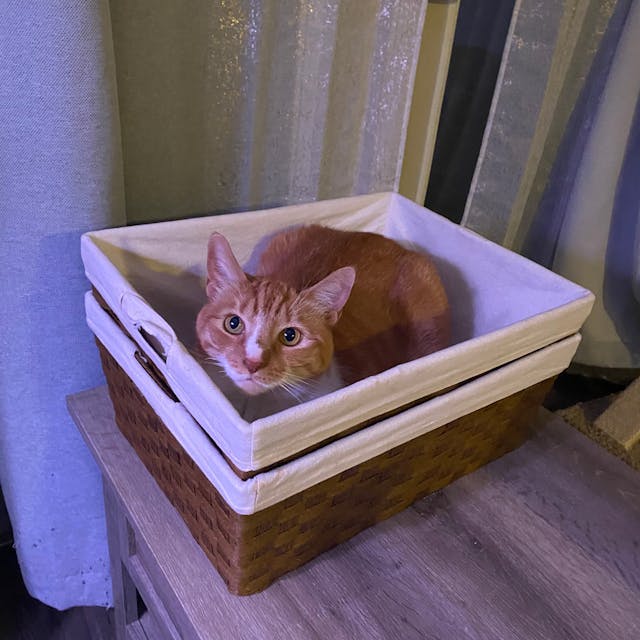 Devin's orange cat, Mittens, sitting comfortably in a basket